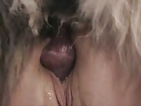 Fat slut Dakota spreads pussy for dog sex