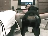 Dog goes to town in dog sex video