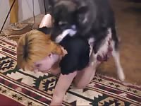 Cock sucker sucks on dog cock in zoophilia video