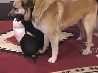 BBW chick enjoys dog cock in zoo porn