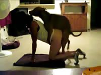 Dog pounds a hairy pussy