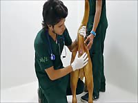 Dog gets a medical exam from beastiality kinkster