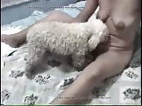 Small dog licks his owner's pussy