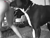 Dog gets to pound a MILF pussy