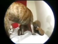 Hairy woman shoots zoophilia porn