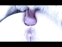 Bestiality porn xxx shot by a mature woman