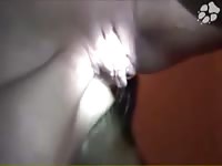 Pervert teen fucked hard by dog in animal porn