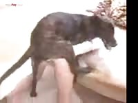PornFay: Homemade dog porn video leaked