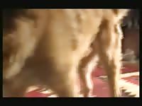 Vintage woman having sex with canine in old dog porn
