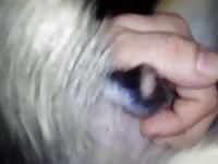 Zoophilia man jerks off to his dog