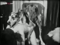 Dalmatian cums inside her tight pussy