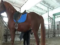 Team Russia Zoo: Horse gets his cock stroked in a homemade horse porn