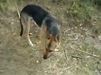 German shepherd gets a handjob from his owner with zoophilia kink