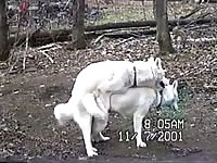 White German shepherds have dog sex