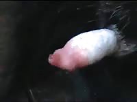 Messy dog creampie after his owner helps by jerking him off
