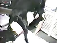 Porn Fay:  Hot dominatrix getting pounded hard by dog