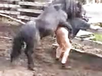Beastility 4 U : Experienced beastiality girl takes on giant cock in farm sex