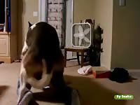 Beastiality Taboo : Pitbull pounding cute girl from behind in hot animal xxx