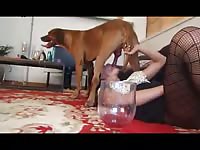 Stunning brunette getting a taste of dog cock in zoo porn