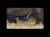 Horse creampies her wet pussy