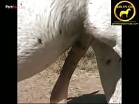 Porn fay: Horse cums buckets in horse porn
