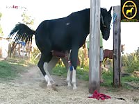 Porn fay: Horse porn horse cums buckets