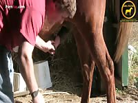 Porn fay : Horse ejaculation kinky video zoophilia