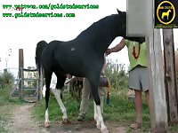 Porn Fay : Horse cums buckets in best ejaculation horse porn