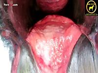 [Horse Porn DVD: Zoophilia XXX ] horses inside a mare s vagina Zoophilia HD Porn