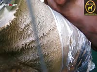 Horse ejaculates in horse porn GoldStud