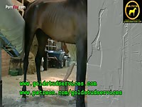 Porn Fay : Well hung horse having sex animal porn