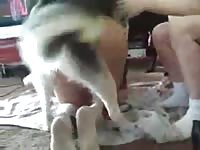 Husky mounts and fucks hot horny teen in dog porn