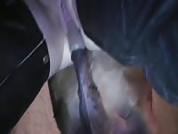 Horse has sex with woman in leather bestiality