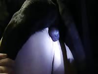 Two woman get fucked by dogs from behind in dog porn