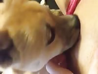 Hot zoophilia girl licked through pink panties by her K9