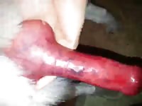 Owner giving a handjob to his beautiful dog xxx