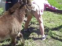 Little horsey with big dick having zooporn