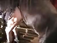 Hot woman cums hard while having horse porn