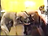 Woman got fucked by her dog while she's laying on a wall [Animal Porn]