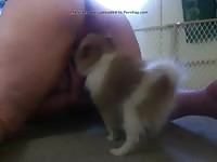Small dog feasts on fat bitch's pussy in dog porn