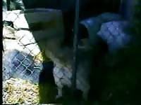 Whore having animal sex in the pen