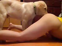 Dog licking master's horny vagina in bestiality video