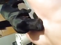 Dog licks whore's pussy in dog porn