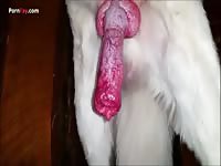 Dog gets jerked off in dog porn - pornfay