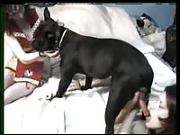 sucking dog slowly