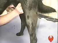 sweet lab
