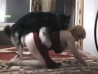 the dog whisperer
