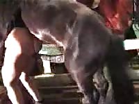 [Horse Sex Film: Bestiality Porn ] this horse is very horny