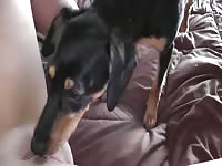 whitney wisconsin teen getting licked by dog [ Hard Animal Porn Film ]