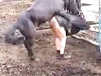 [Horse Sex Film: Bestiality Sex ] woman shits on horse cock